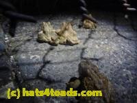 /home//u458753944/public_html/sourcegallery//////////Roxborough Toad Detour/2013-2019/2014/2014-04-02/P1140894.JPG